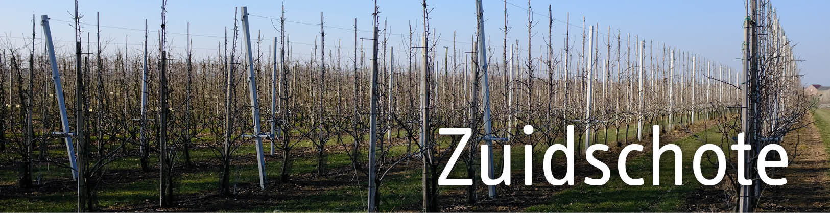 Fruitbomen Zuidschote