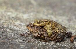 Help je mee amfibieën overzetten?