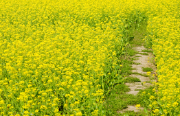 Vlaams Gemeenschappelijk Landbouwbeleid Strategisch Plan 2023-2027