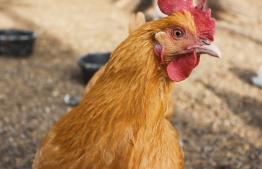 Maatregelen vogelgriep