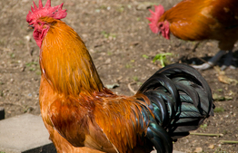Help mee om de verspreiding van vogelgriep te beperken