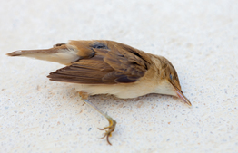 Voorzorgsmaatregelen naar aanleiding van uitbraak vogelgriep te Merkem