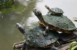 Zoek mee naar zonnende schildpadden